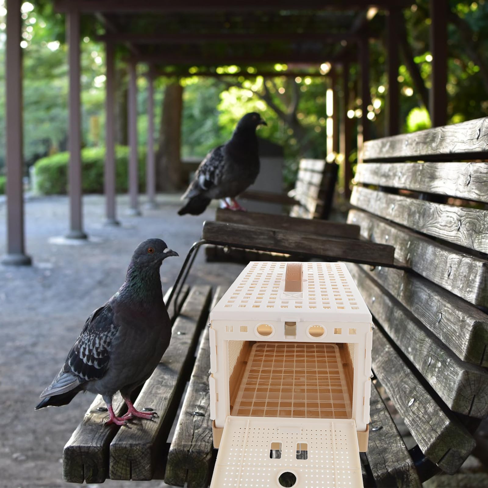 Genérico Jaula para Palomas de Plástico Plegable Bandeja Extraíble y Pestillo Seguro para Entrenamiento de Palomos Deportivos y Transporte en Casa y Exterior 12.6X8.7X7.9 Pulgadas