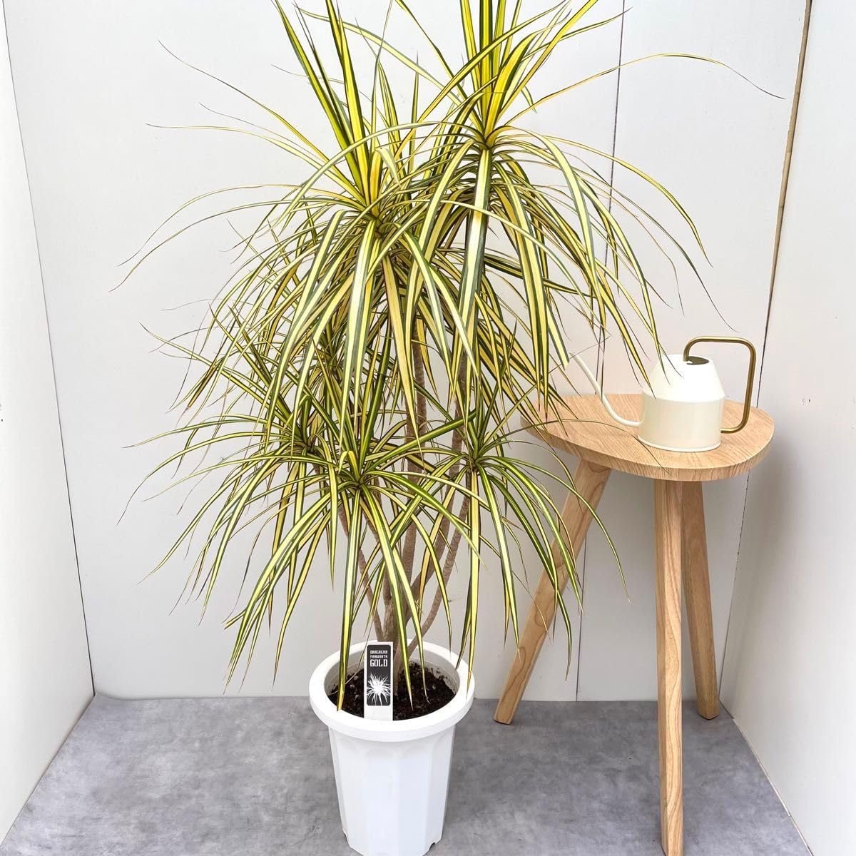サボテン 王冠竜 8号 希少品 ビッグサイズ 本物 観葉植物 アガベ