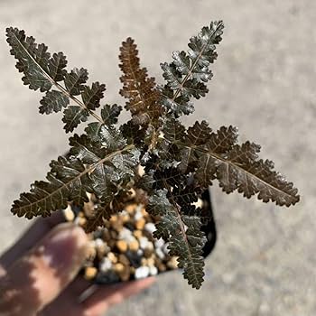 Amazon.co.jp: boswellia hyb socotrana × nana ボスウェリア