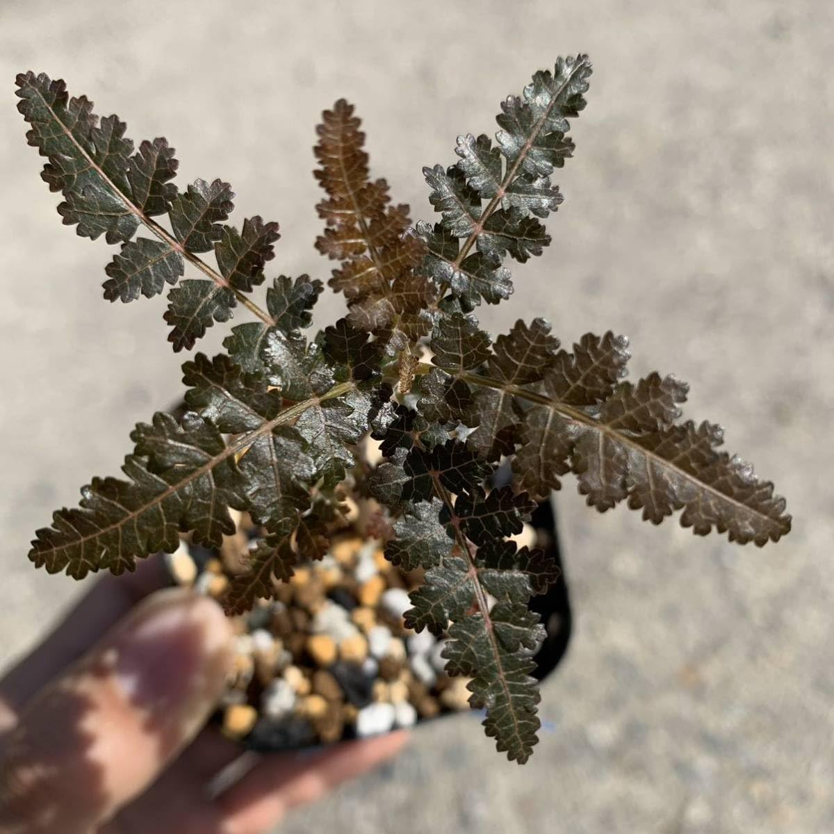 Amazon.co.jp: boswellia hyb socotrana × nana ボスウェリア