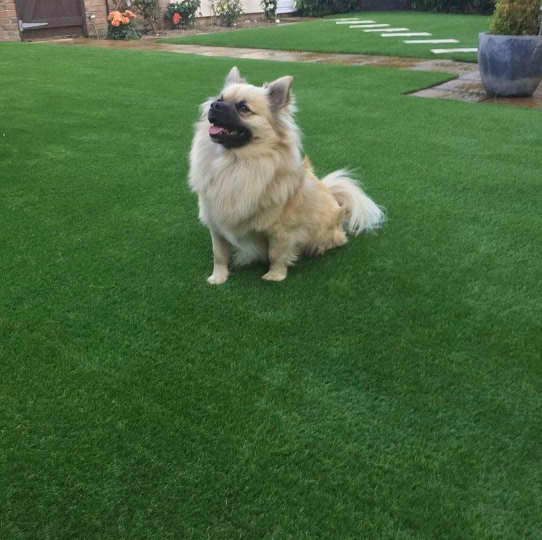 GOthai Fake Grass Artificial Turf Lawn 5 FT x 5 Feet Realistic Synthetic Mat Indoor Outdoor Garden Lawn Landscape for Pets Rug Yard Door