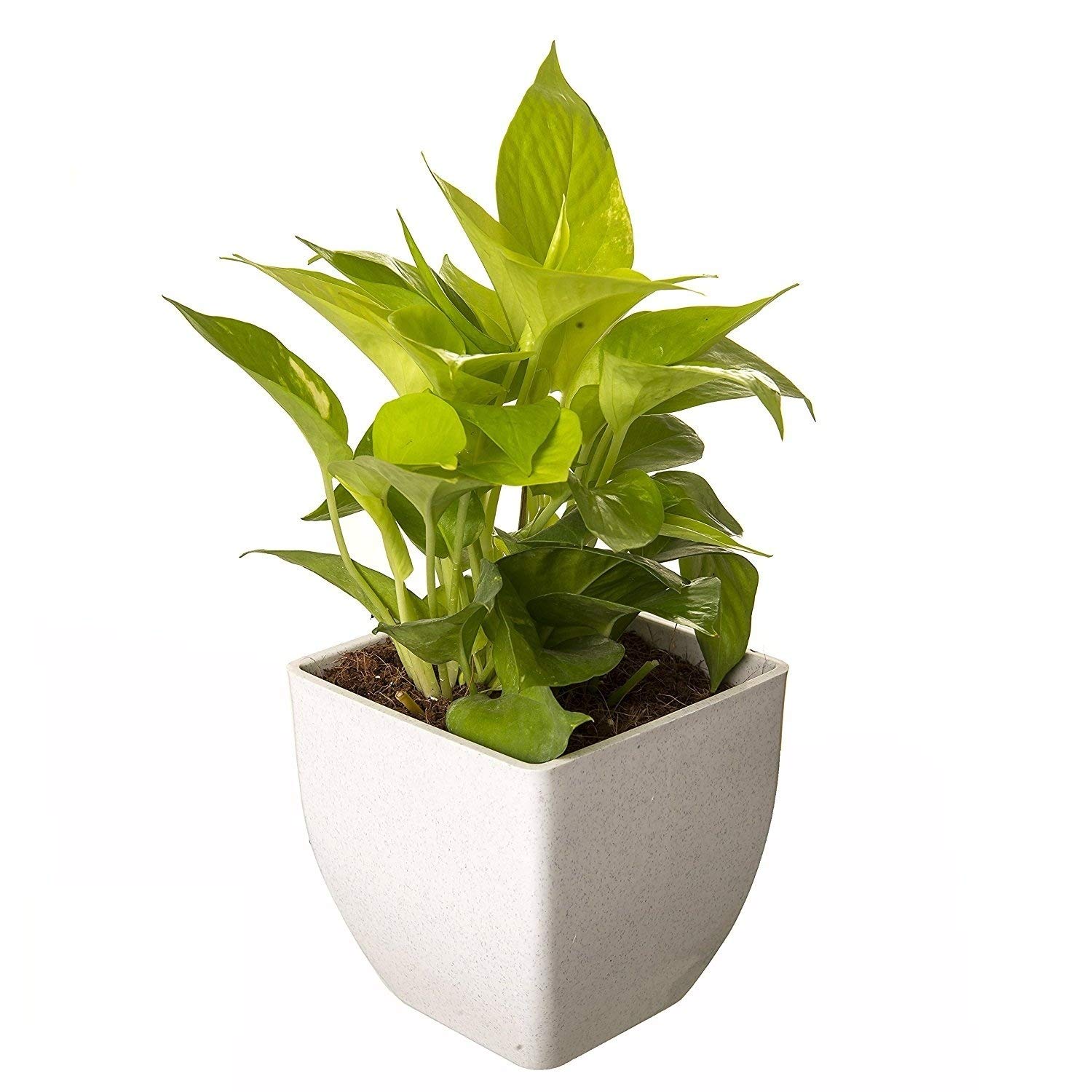 VIMAL White Polypropylene Plant Pots - Durable & Modern -1