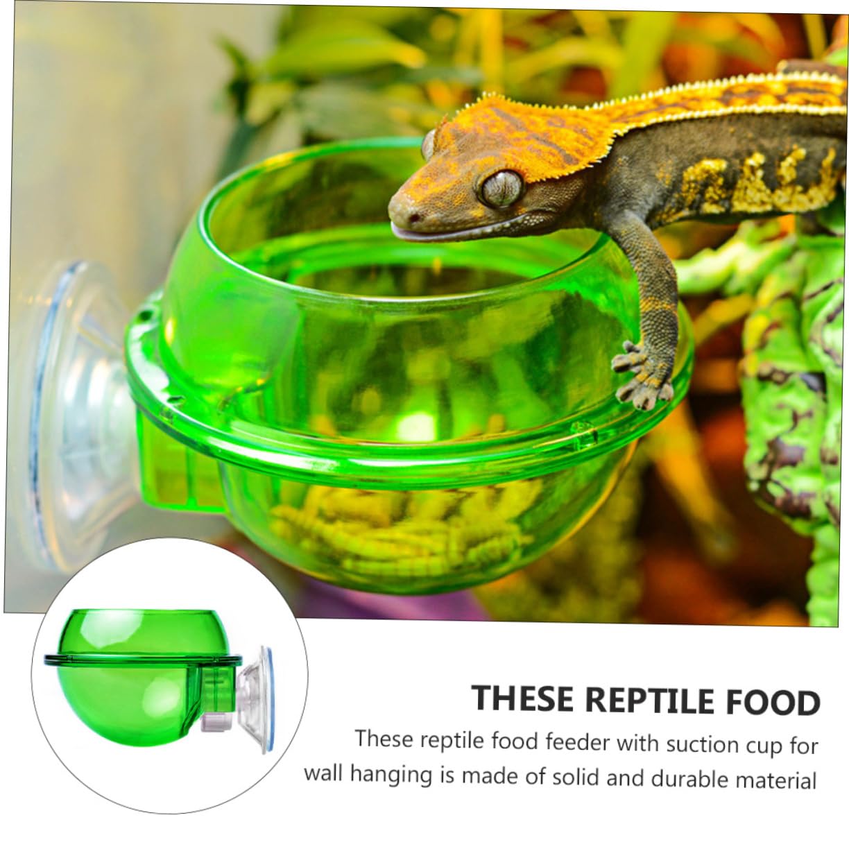 INOOMP 8pezzi Mangiatoie per Rettili con Ciotola per Lucertole e Rettili Facile Installare e Utilizzare
