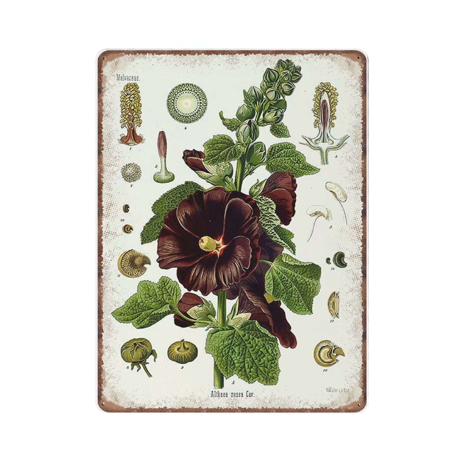 rayprint Vintage Botanical Herbal Print of Alcea Rosea (common Hollyhock) Tin Signs - Old Medicin Plant Funny Metal Sign Plaqu Wall Art Pub Bar Kitchen Garden Bathroom Home Decor, 30x40 cm