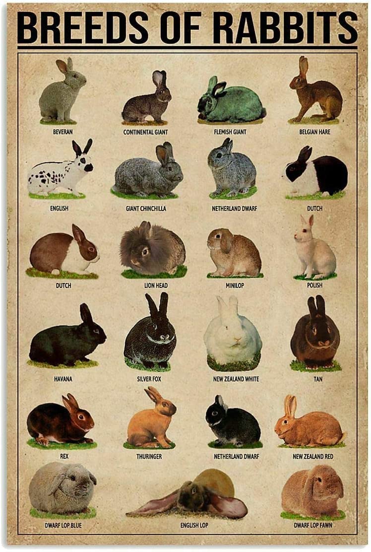 Haosensix Breeds of Rabbits Metal Tin Sign nowledge Graph Fun World Education Science Classroom Infographic Retro Poster Man Cave Garage Decor Poster Painting 8x12 Inch
