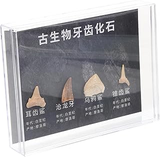 FUOYLOO 1 Caixa Decoração Pedra Adornos Pequena Pedra Irregular Adorno Paleontologia Pedras Irregulares Ferramenta De Ensino Adorável Pedra Irregular Ensino Espécime Mesa Amostra Fóssil