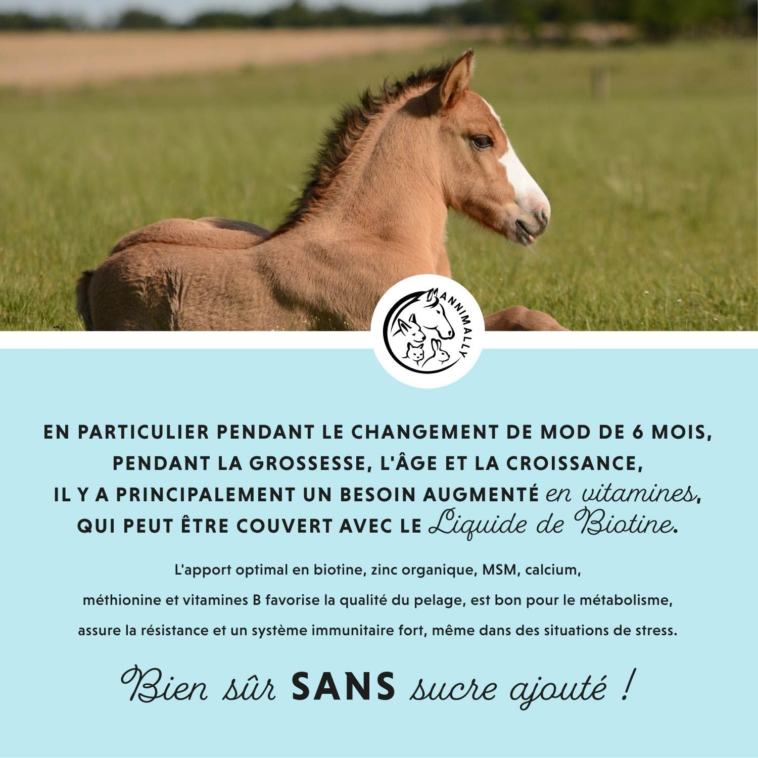 Cheval Biotine Zinc Liquide 1000 ML - Soin Peau Poils Sabots Chevaux - Biotine Zinc MSM Liquide Pelage Sain