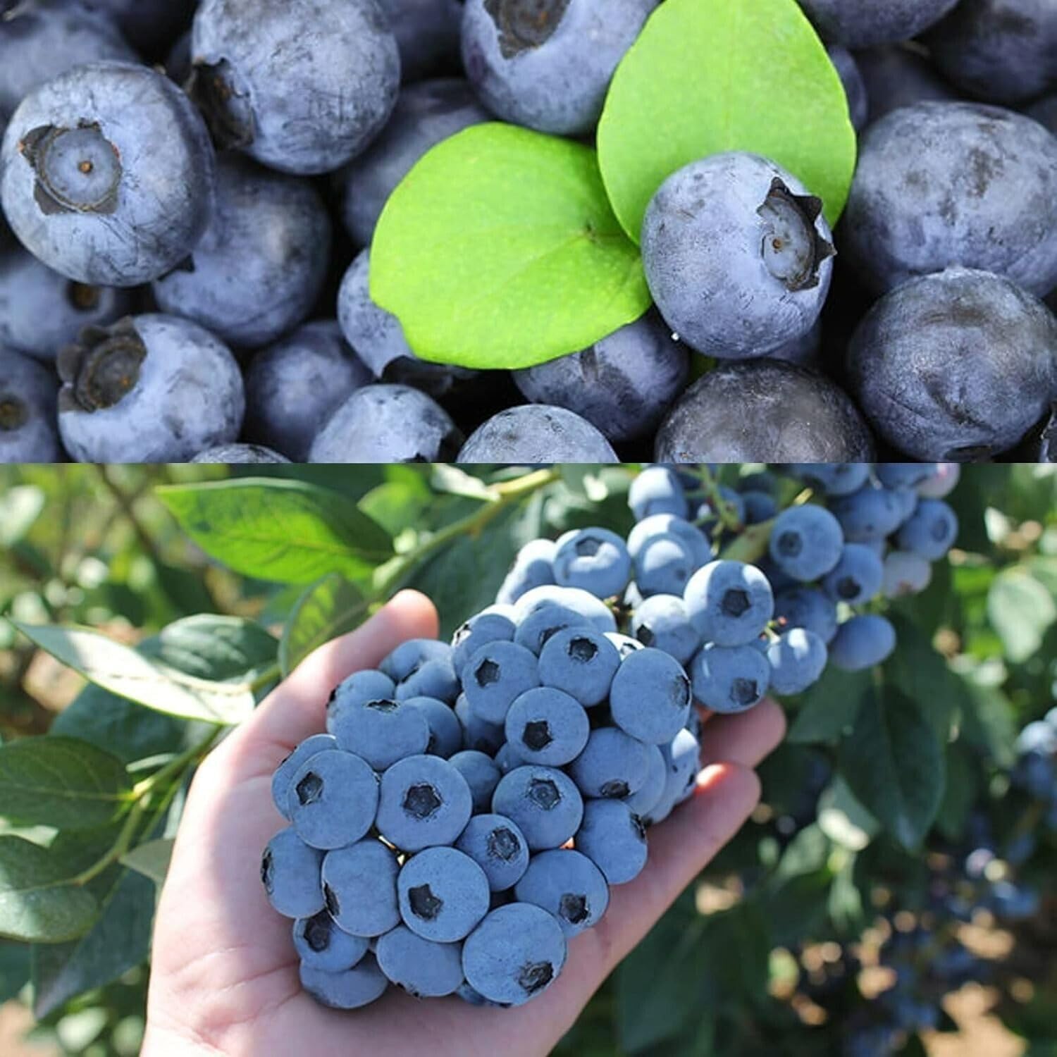 Blueberry Bush 'Titanium' Plant in 1.5L Pot - Produces Delicious Large Berries
