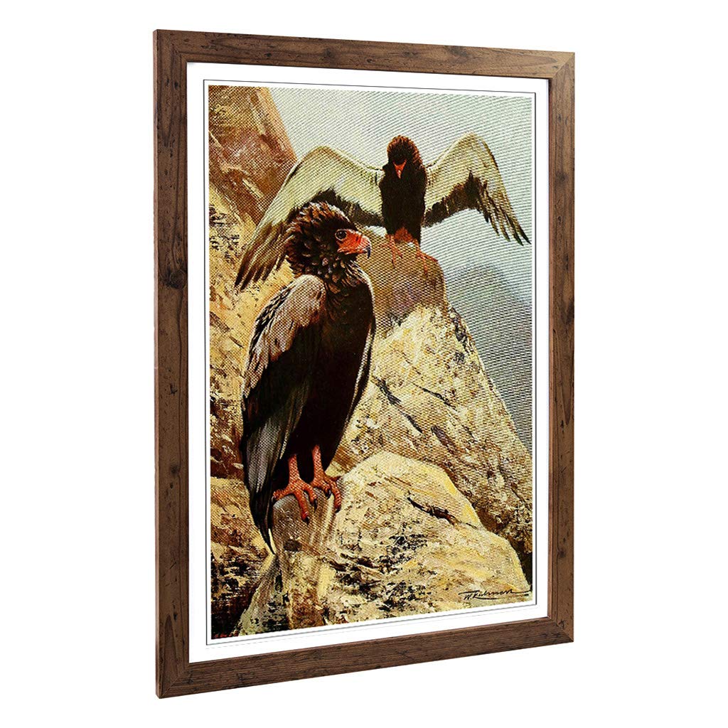 Big Box Art Framed Print of Vintage W Kuhnert Bateleur Eagle Design | Wall Art Picture | Home Decor for Kitchen, Living Room, Bedroom, Hallway, Walnut, A2 / 24.5x18 Inch / 62x45cm