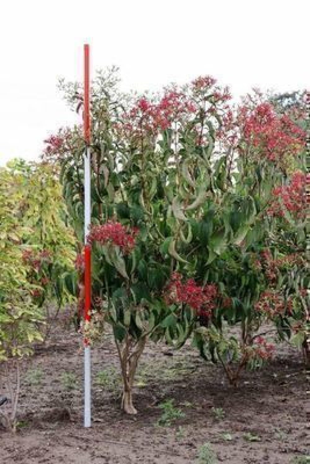 Heptacodium miconioides - Sieben Söhne Des Himmels Strauch 60-80 cm Container