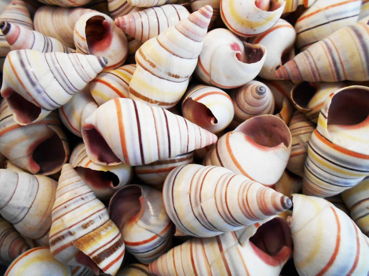 12 Real Haitian Tree Snail Shells (Striped Candy Snail) 1-2 Beach Crafts Ocean - Ocean Beach Seashells Perfect for Home Decoration, Art Craft, Vase Filler Fish Tank