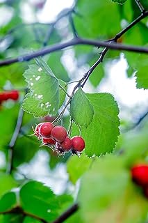 Hundredfold Downy Hawthorn 40 Seeds – Crataegus mollis Red Hawthorn Canada Native Small Fruit Tree, Perfect for Backyard Birding & Hedgerow Hedge Row