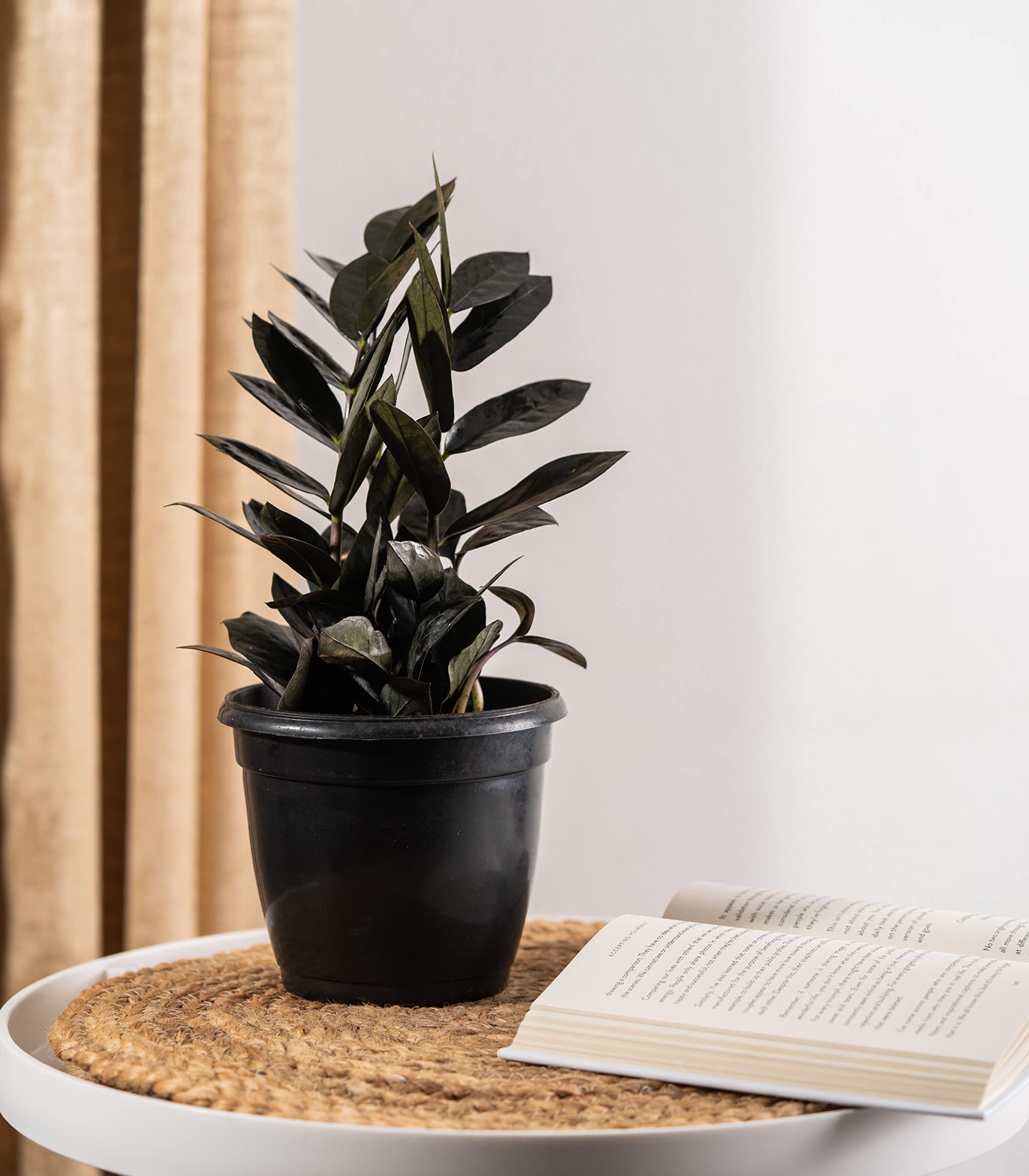 Nurturing Green® Indoor Live Black ZZ Plant In Black Plastic Pot (Zamioculas Zamiifolia Black Raven) | Living Room Plants | Indoor Plants