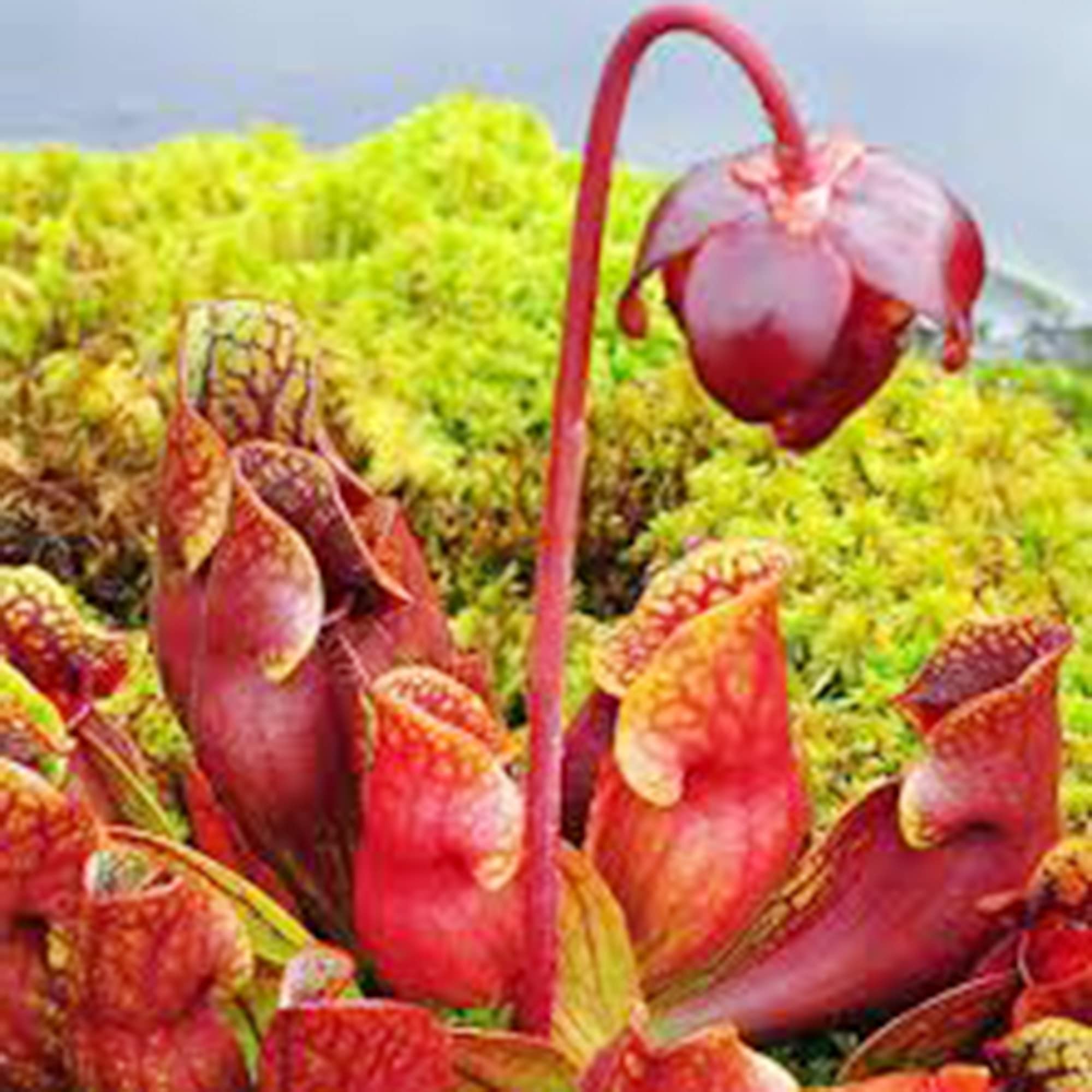 Amazon.com : QAUZUY GARDEN 50 Rare Sarracenia Purpurea Seeds