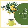 Meine Orangerie Meyer Lemon - Real Citrus Plant - Refined Lemon Tree - Citrus Lemon 'meyeri' - Meyer Lemon - Fruit Ripening Lemon Plant in Gardener Quality (Mezzo [M])