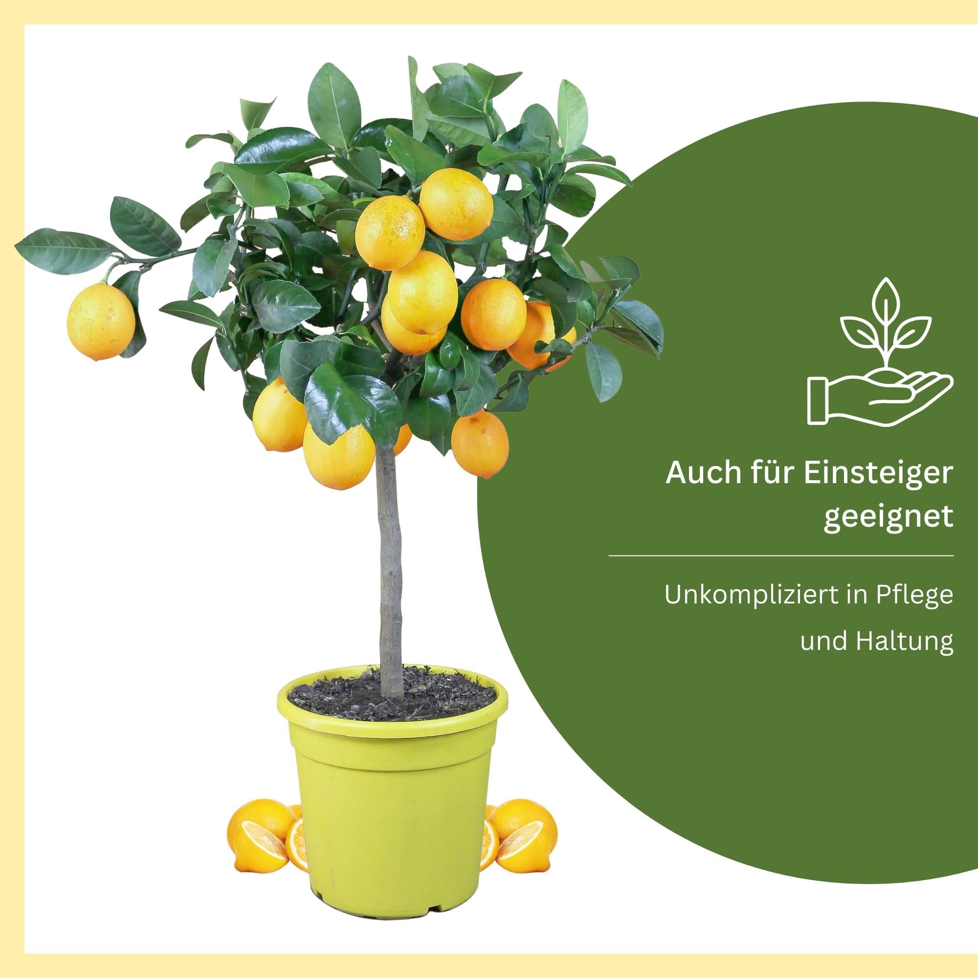 Meine Orangerie Meyer-Zitrone - echte Zitruspflanze - veredelter Zitronenbaum - Citrus limon 'meyeri' - Meyer Lemon - Fruchtreife Zitronen Pflanze in Gärtnerqualität (Mezzo [M])