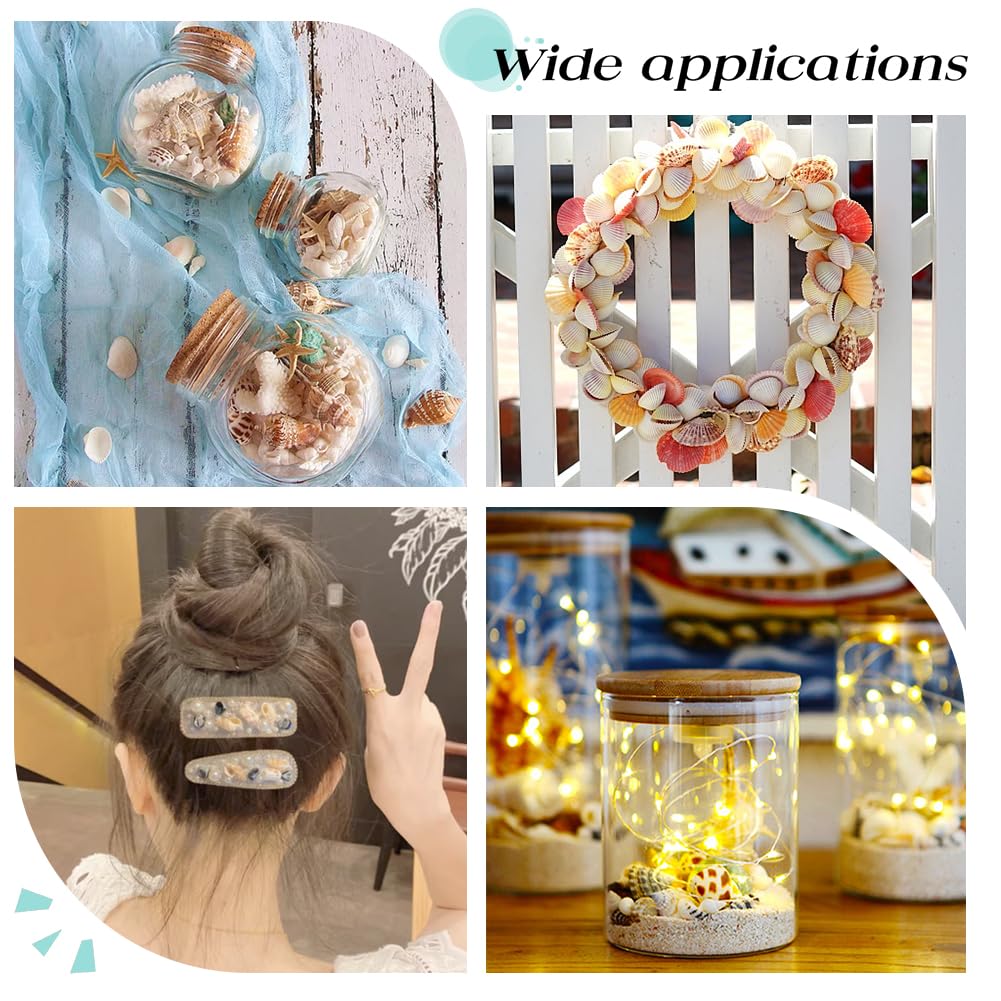 PandaHall 466-teiliges Muschel-Set - 15 Sorten Natürliche Meeresschnecken Für Deko & DIY