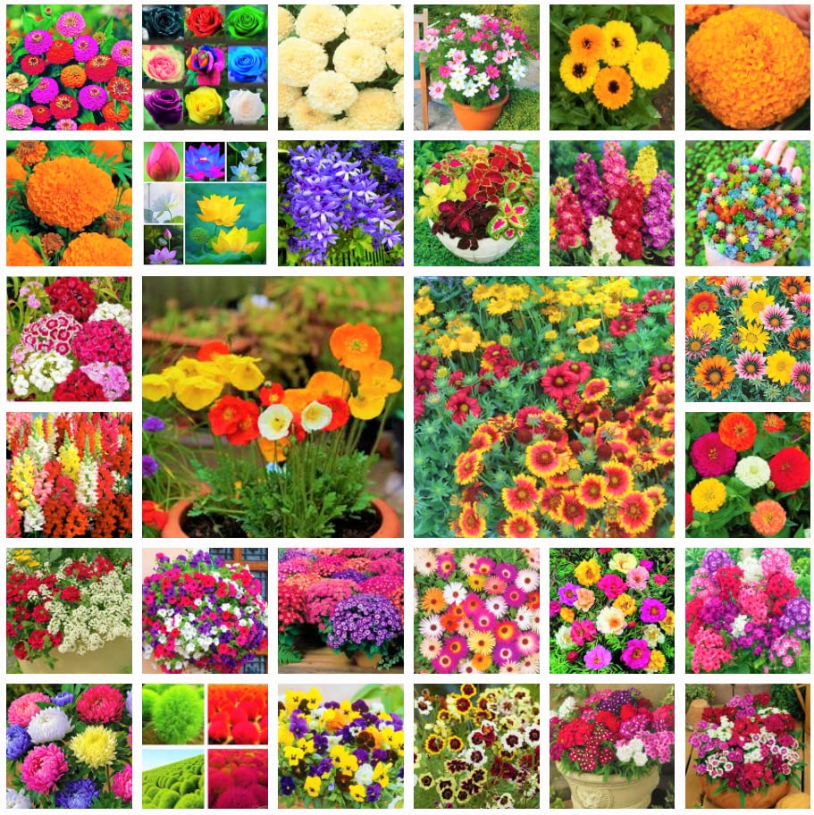 Agro Acres 30 Type All Year Flower Seeds Bank - 1100+ Seeds Home Garden Pack (B09W18JL4S) Amazon Price History, Amazon Price Tracker