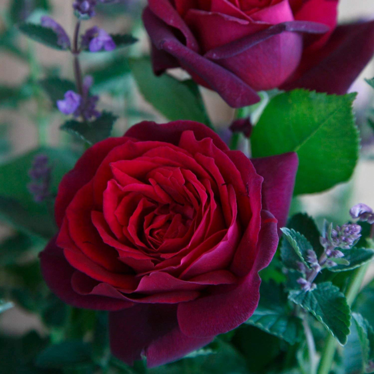 GARTEN SCHLÜTER® Stark duftende rote Edelrosen Gräfin Diana - 5 Liter