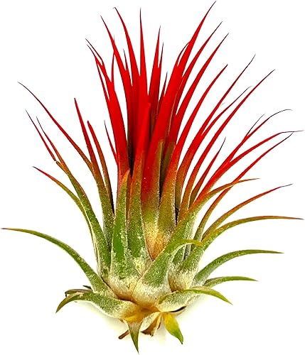 Miniatura 7 de ragnaroc Plantas de aire - Tillandsia Ionantha, Regular 2-3" - 1ct - Llegada en vivo garantizada - Plantas de interior para decoración del hogar y