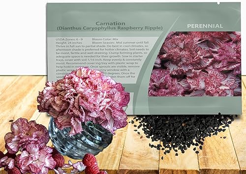 Outsidepride Dianthus Caryophyllus Carnation Raspberry Ripple Cut Flower GardenPlant Semillas