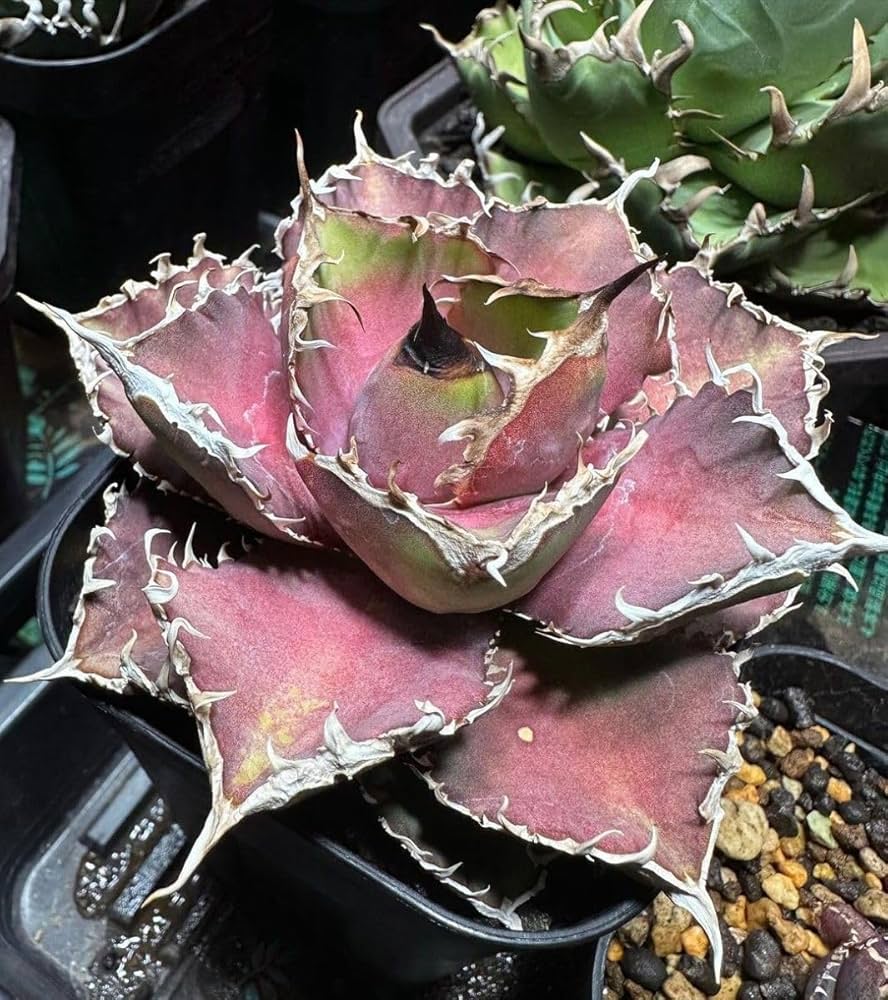 Amazon｜C225 多肉植物 アガベ チタノタ 緋紅牡丹 強棘｜観葉