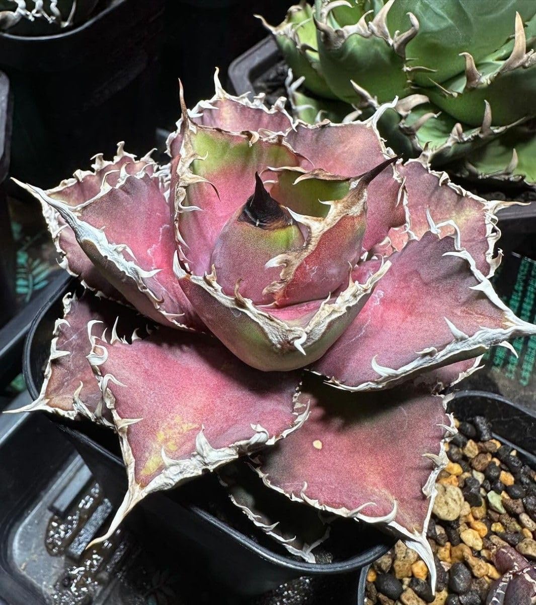 アガベ チタノタ　緋紅牡丹　子株　活着済み アガベ チタノタ 緋紅牡丹 子株 活着済み - メルカリ