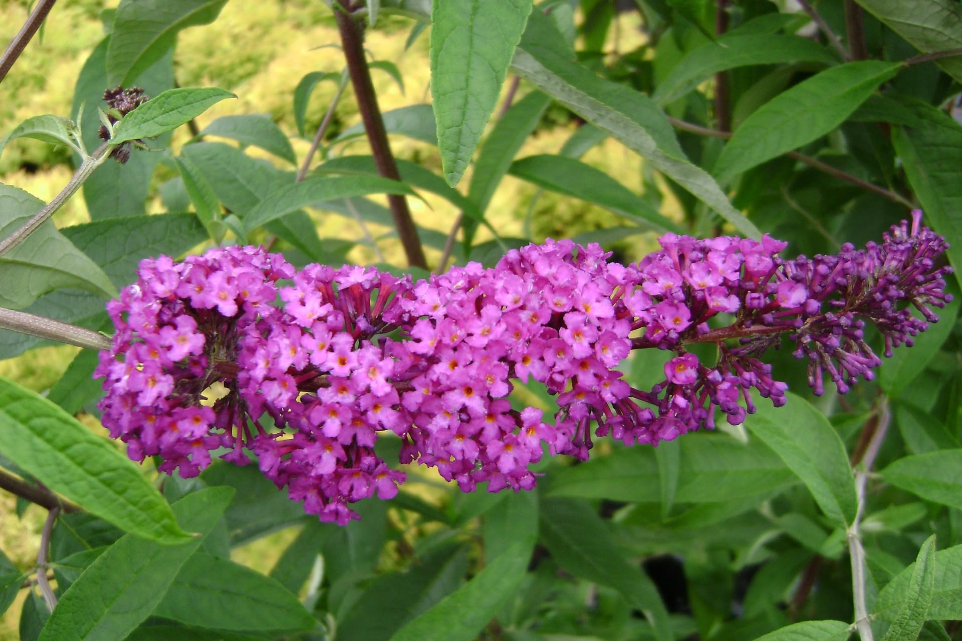 Greenwood Nursery Royal Red Butterfly Bush