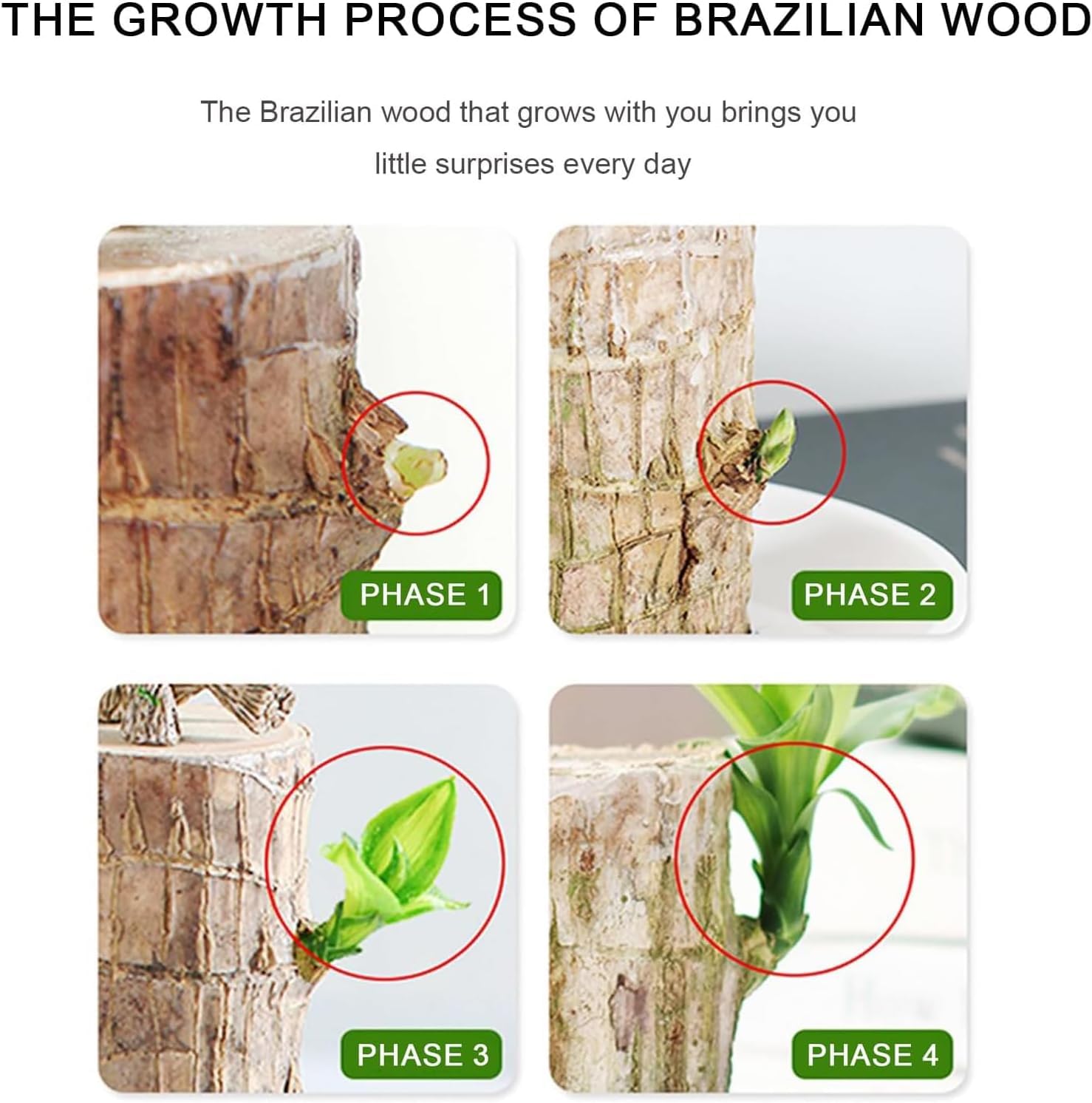 Amazon.com: Generic Brazil Lucky Wood,Easy Care Brazilian Wood Hydroponic  Plant,Hydroponic Stump for Purifying Indoor Air (A1), Brown : Patio, Lawn &  Garden