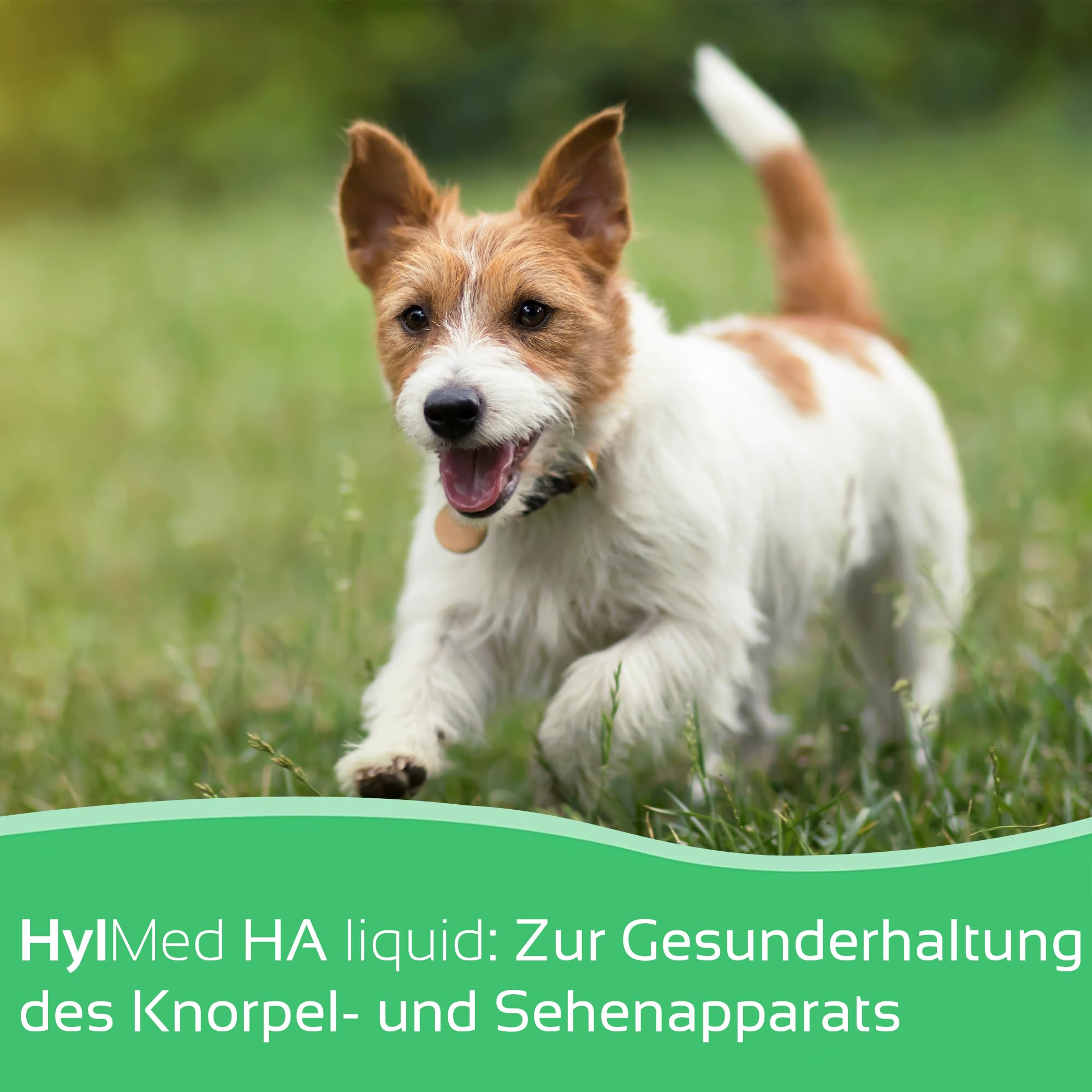 HA Liquid Dog, 250 ml, acido ialuronico ad alto dosaggio, collagene e altri nutrienti per sostenere le articolazioni e la gioia di movimento del cane fino a 50 giorni