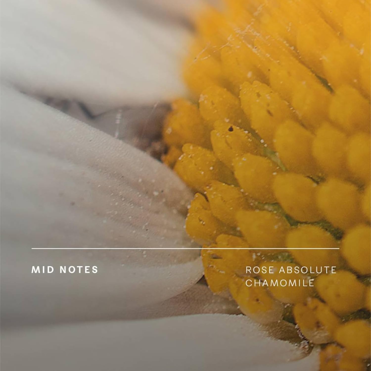 Future Society Invisible Woods Perfume - Rich Woody Floral Eau de Parfum with Notes of Eucalyptus, Grapefruit, & Rose - Luxury Perfume Inspired by India’s Bloom - Modern Unisex Fragrance - 9.5ml - Image 5