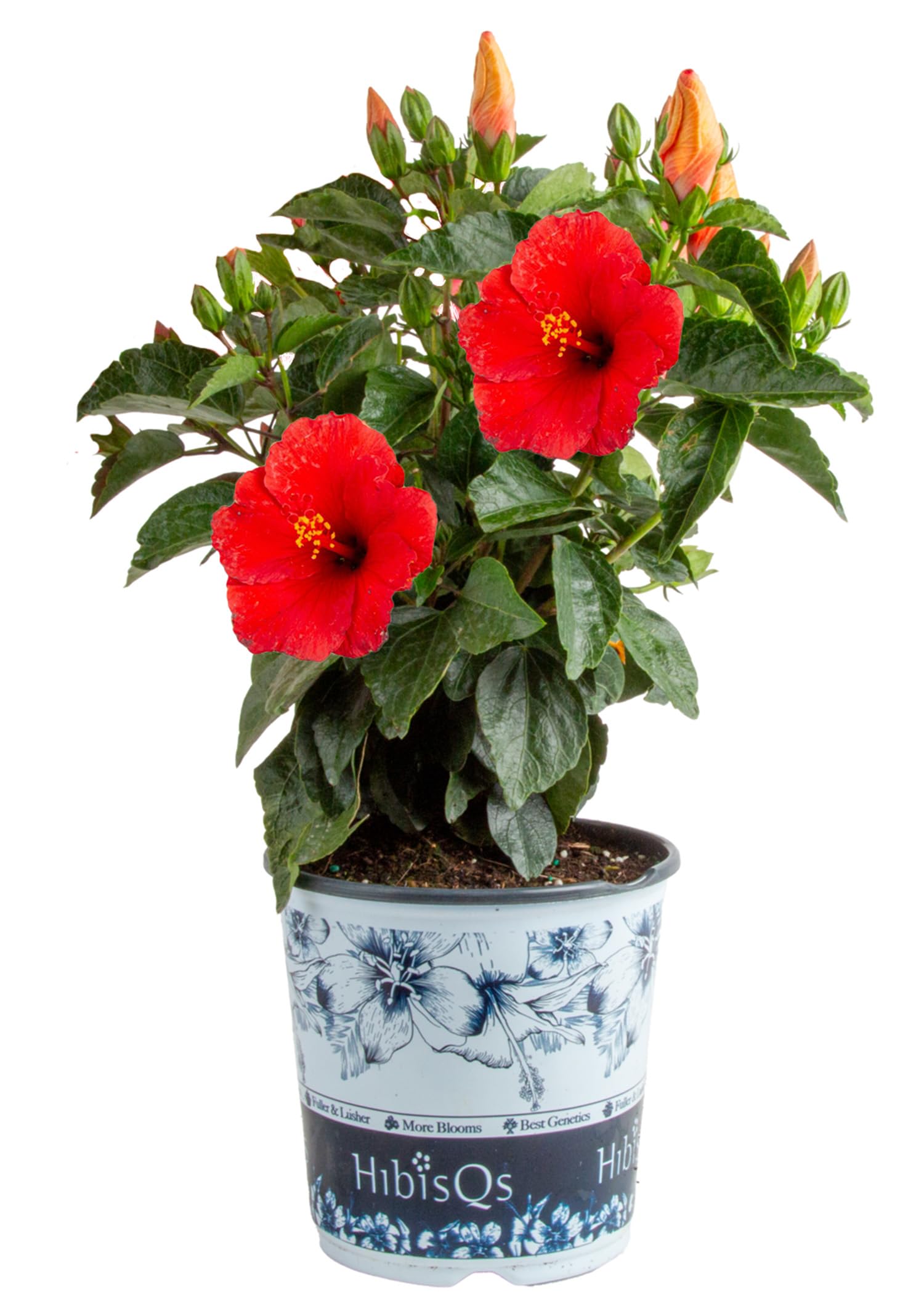Costa Farms Live Hibiscus Plant Red Tropical