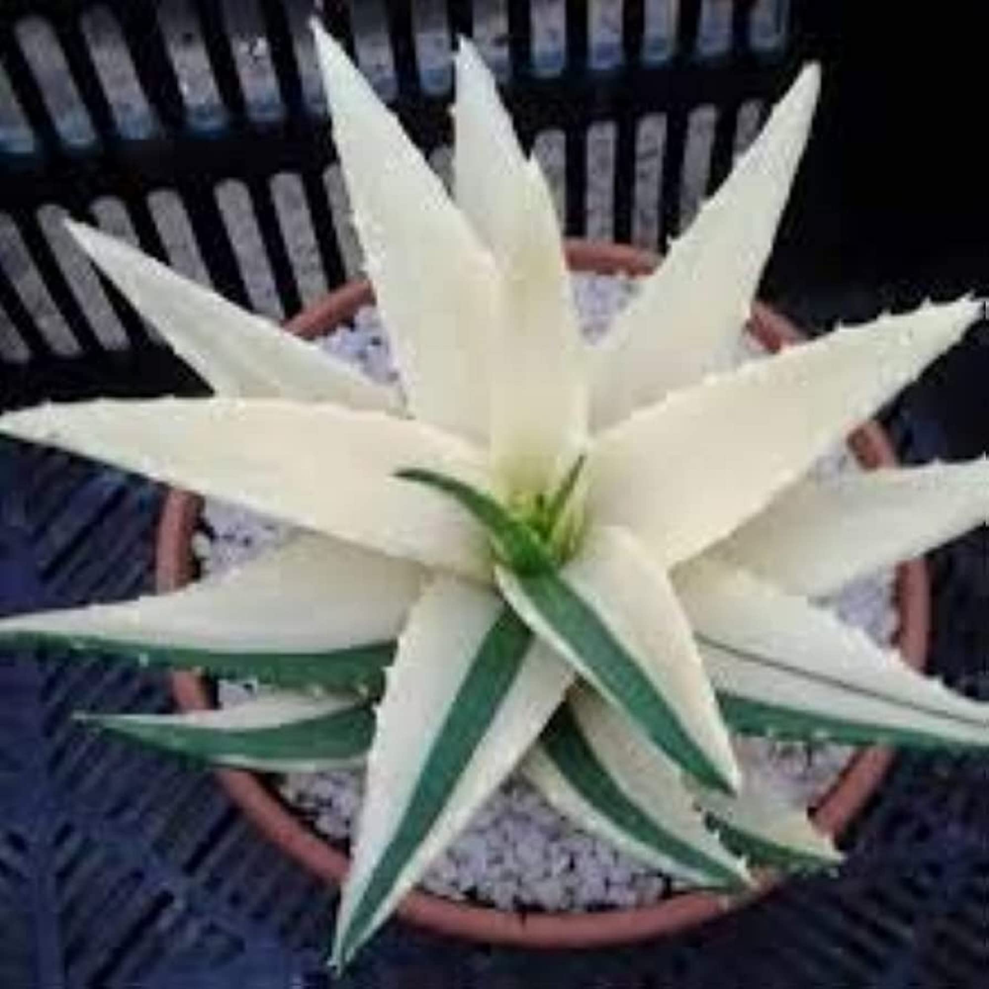 CHUXAY GARDEN White Green Aloe Vera Plant Seed 120 Seeds Adding a Decorative Appeal High Yield Flourishing Makes Great Edging