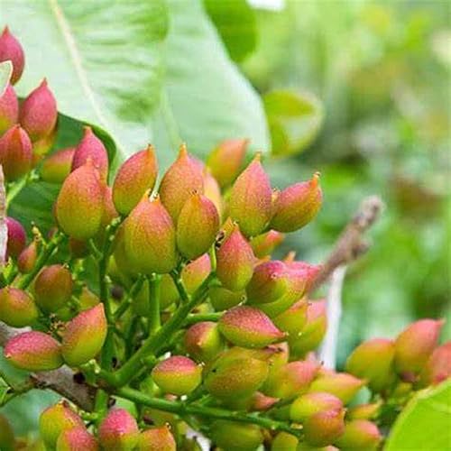 Miniatura 2 de CHUXAY GARDEN 5 semillas de pistacia vera, pistacho, fustuq, almendra verde pequeño árbol de hoja caduca árbol frutal frutos secos comestibles fácil