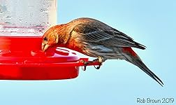 Review Image by Robert Brown Robert Brown