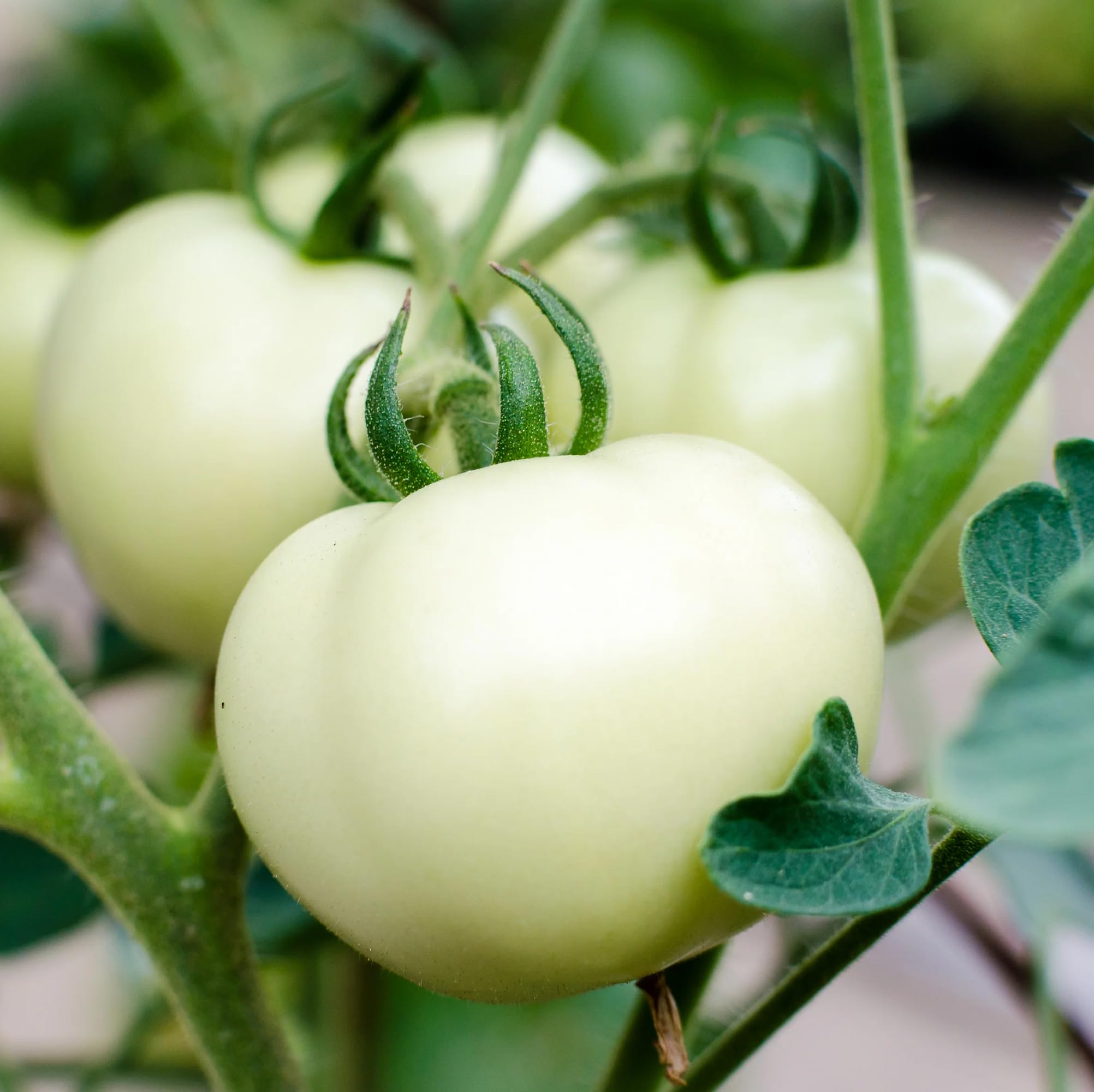 Amazon.com : CHUXAY GARDEN White Tomato Seed 10 Seeds