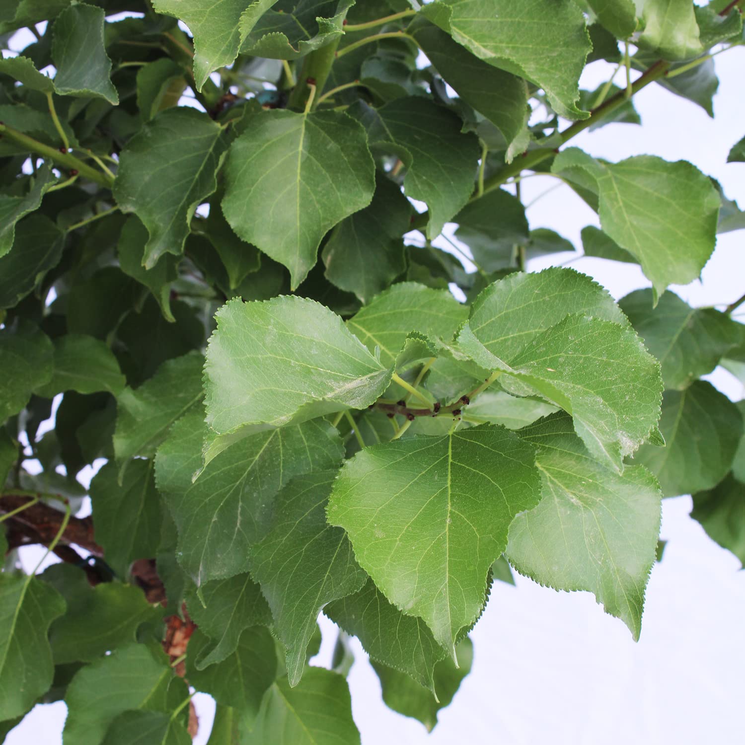 KENTIS - Albero di Albicocco - Prunus Armeniaca - Piante Vere da Esterno - Pianta da Frutto da Giardino - Vaso Ø 28 cm