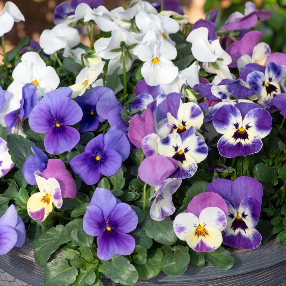 Viola 'Giant Flowered Trailing Blues Mix' – Hardy Perennial Pansy, Large Velvety Blooms, Trailing Habit for Hanging Baskets, 24 Garden Ready Plants, By Thompson & Morgan