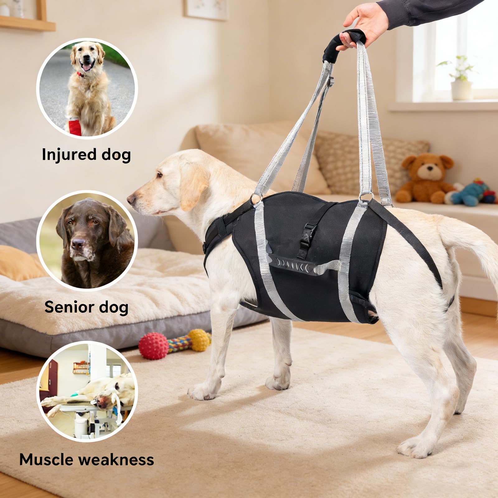 Harnais de Levage pour Chien de 20 à 40 kg, Harnais de rééducation avec poignées, Soutien Pattes Avant/arrière pour Chiens âgés, blessés et Post-opératoires