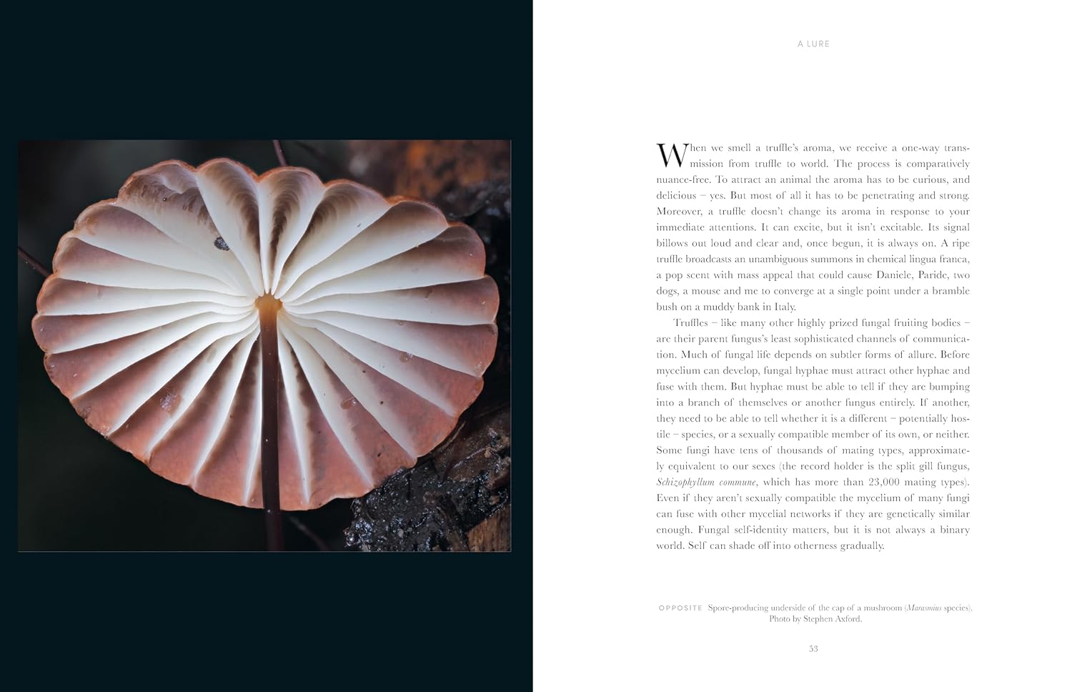 Entangled Life: The Illustrated Edition: How Fungi Make Our Worlds - Image 2