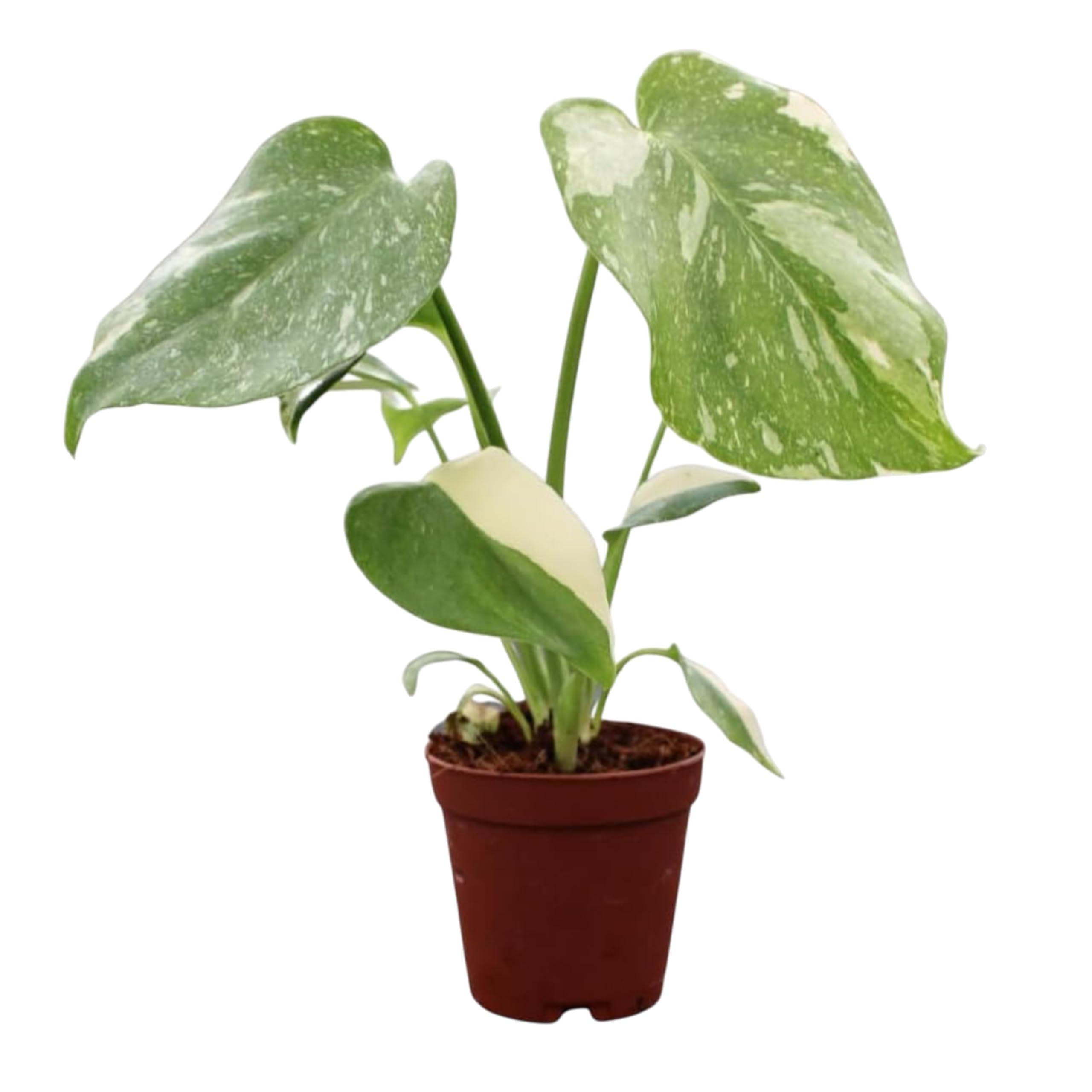 Amazon.com: CoollectivePlants Monstera Thai Constellation – Live