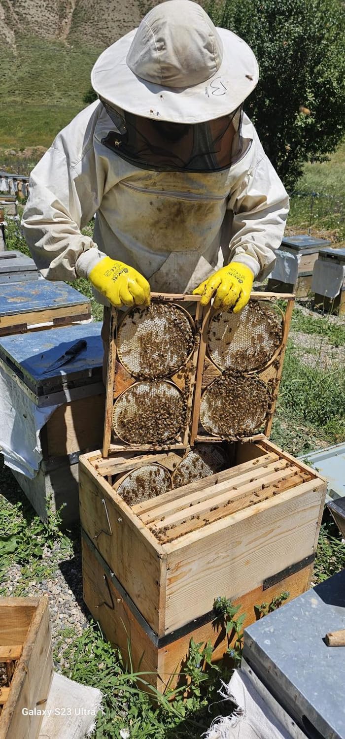 Gold-Honigwabe mit Wildblumenhonig 1400g "Karakovan Kutu petek bal" feinste Honigwabe, naturbelassen, natürlich aus dem Hochland von Bingöl in edler Blechdose