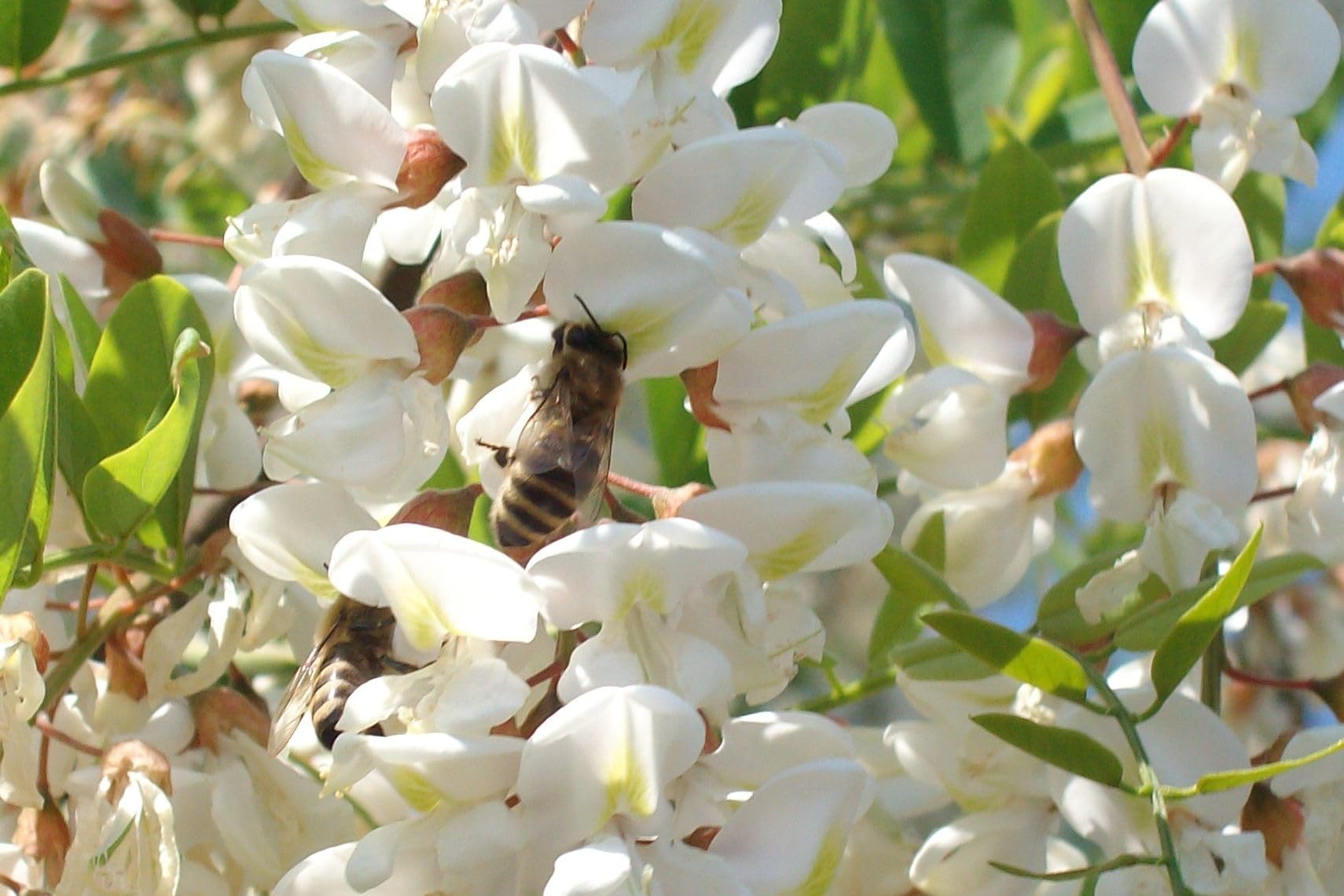 Josef Muhr Bioland Honig 6x500 g - Unsere Besonderen Bio Honige Arberland, Kornblumen, Edelkastanien, Buchweizen, Heide, Tannen - Deutscher Honig, naturbelassen - Geschenkset im Glas