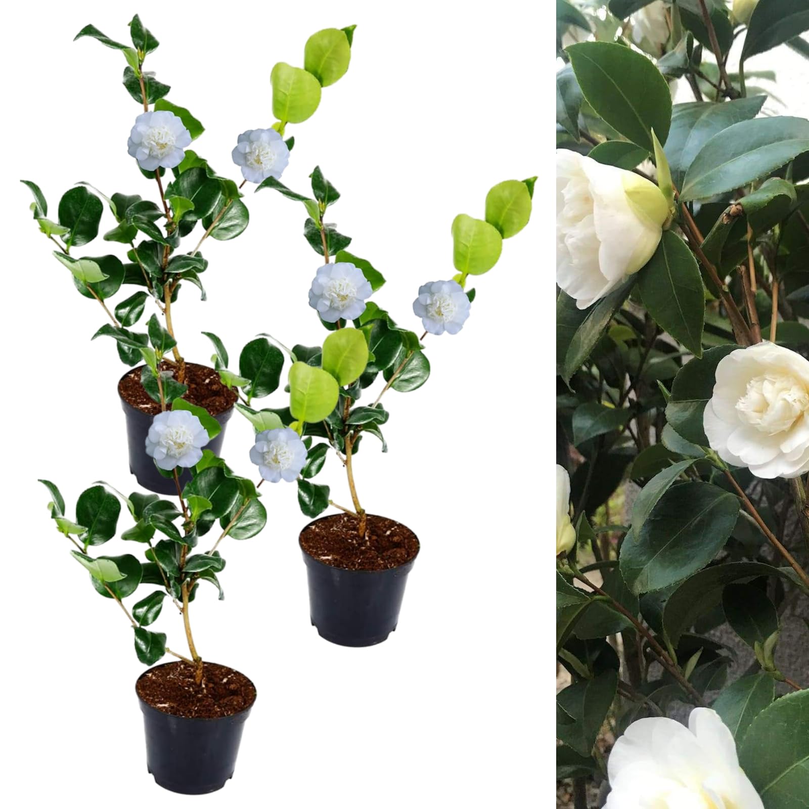 Camellia Nobilissima Plant - Camellia Japonica 20-35cm in Height - Evergreen Shrubs Ready to Plant (3)