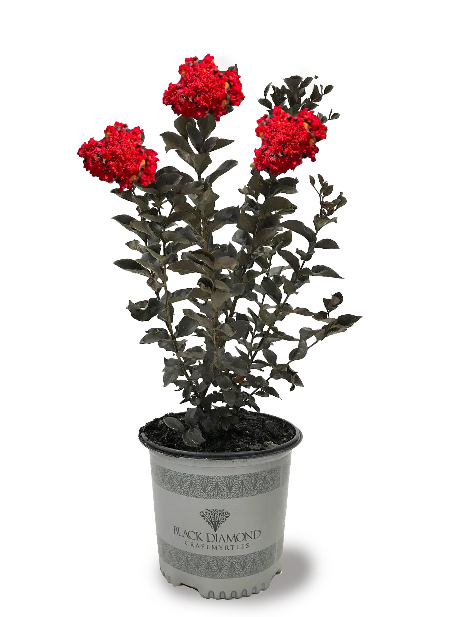American Plant ExchangeBlack Diamond Crimson Red Crape Myrtle Tree Live, 3-Gallon Pot, 1-2ft Tall, Vibrant Red Flowers, Drought-Tolerant, Large Outdoor Landscape Accent, Year-Round Beauty