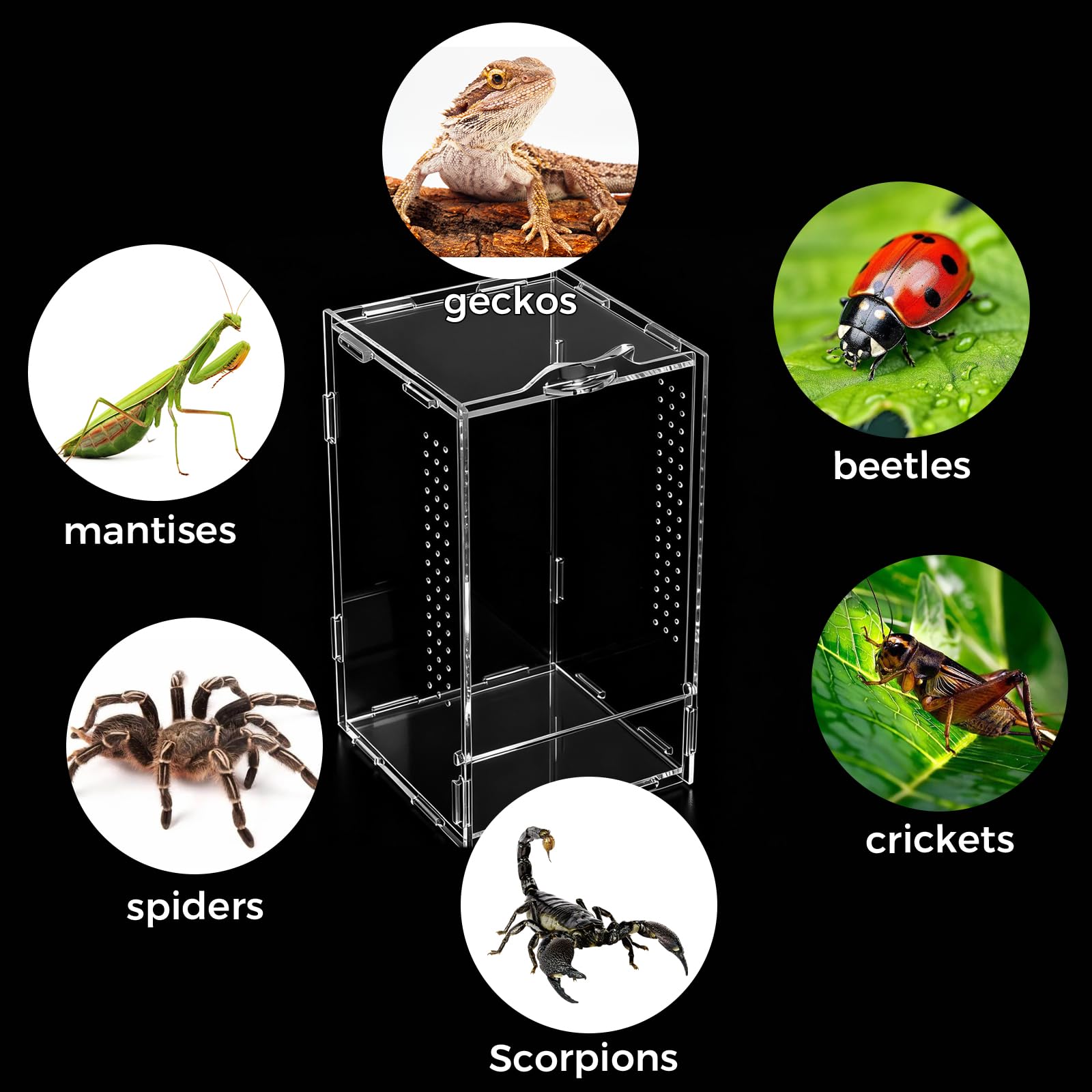 12 × 12 × 20 cm gady, terrarium akrylowe, przezroczyste 360°, mini terrarium, faunarium, terraria dla gadów i płazów, do hodowli, przechowywania i obserwacji