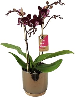 Orchidee von FAIR FLORA – Schmetterlingsorchidee in goldenem Keramik Übertopf 'Julia' als Set – Höhe: 50 cm, 2 Triebe – Ph...
