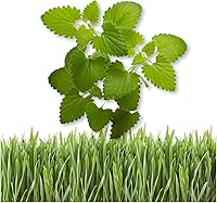 Vista 1 de Catnip/Catgrass Combio Paquete de semillas para plantar, más de 4400 hierbas y 0.56 oz de hierba de trigo
