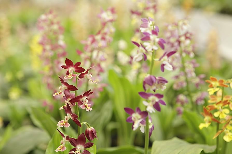 マイケア育毛剤　薬用　花蘭咲　からんさ　カランサ　120ml　2本セット 楽天市場】【LINEお友達登録で300円OFFクーポン】☆ マイケア