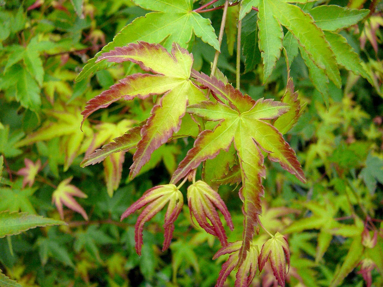 Carbeth Plants Japanese Maple Little Princess - Acer Plant x1